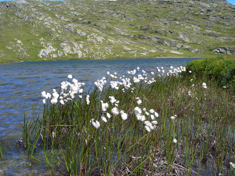 herbier  Linaigrette